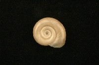 藏品(大扁蜷)的圖片